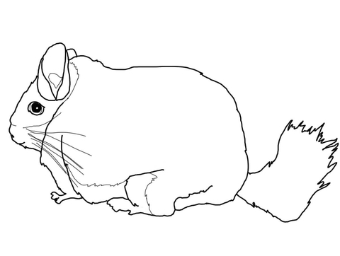 Cute Chinchilla Coloring Page